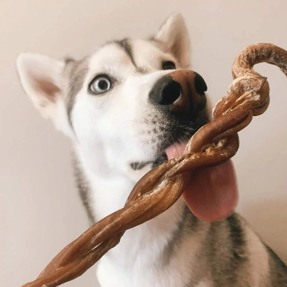 8-11" Braided Lamb Pizzle Stick - Image 3