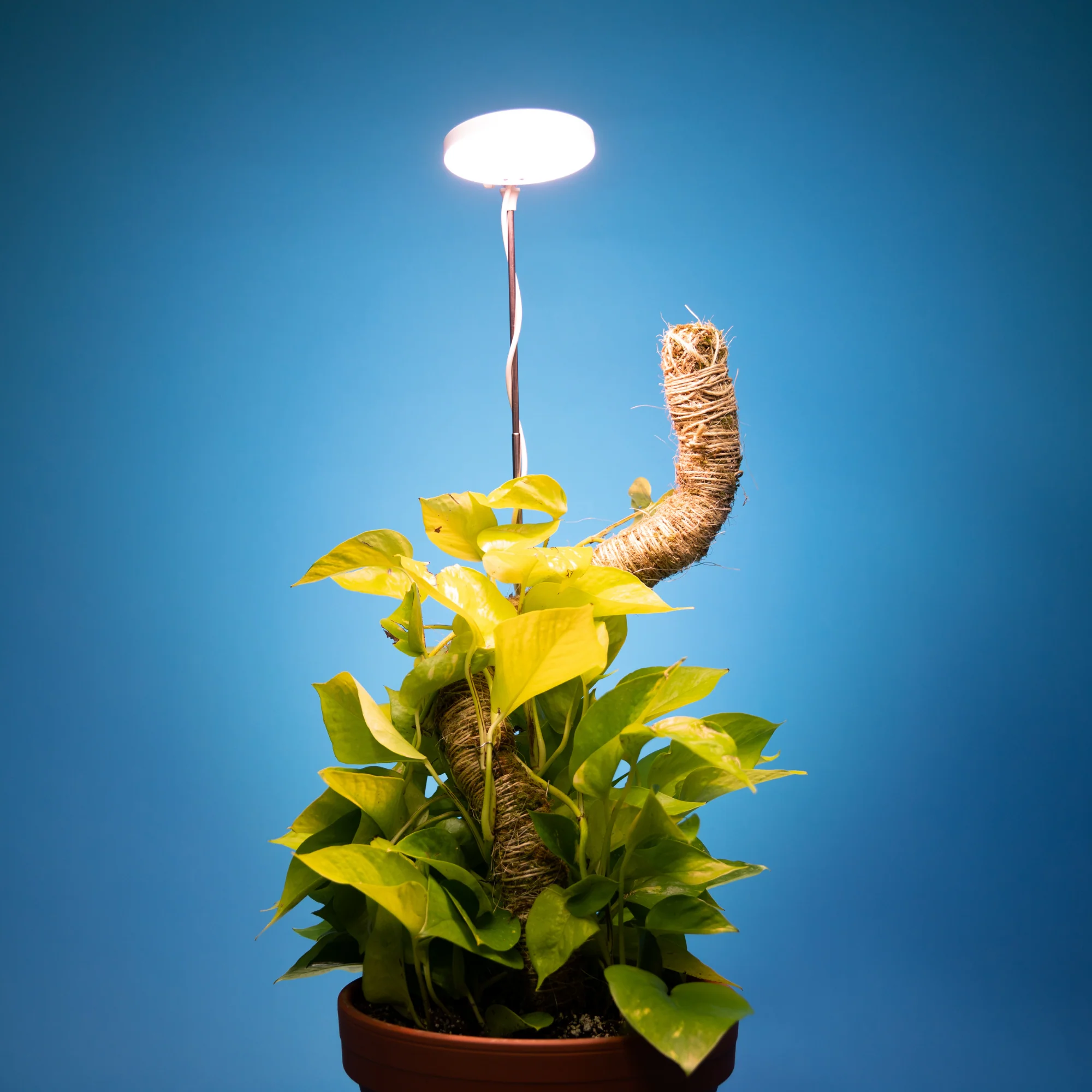 28" Adjustable LED Plant Light - Image 10