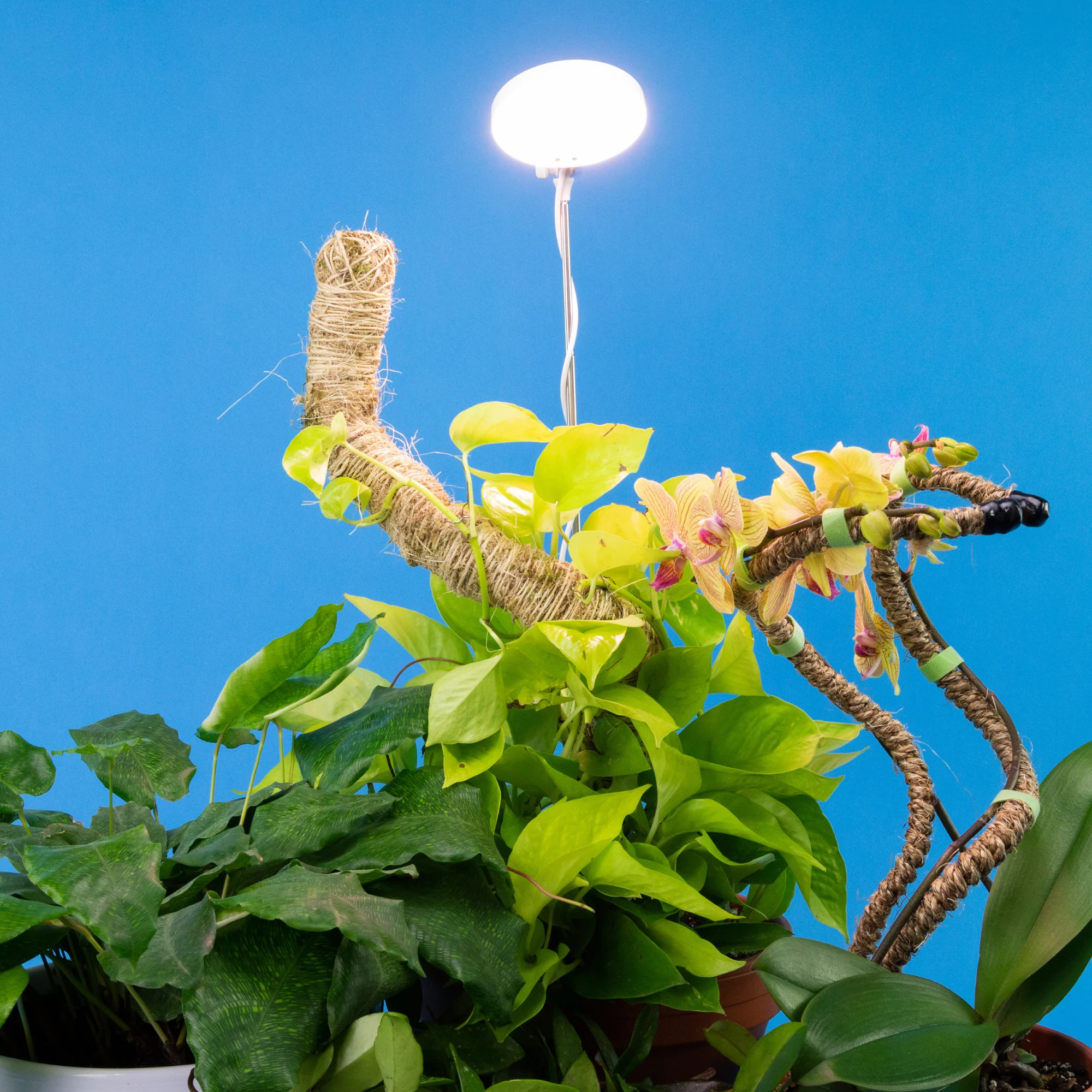 28" Adjustable LED Plant Light - Image 14