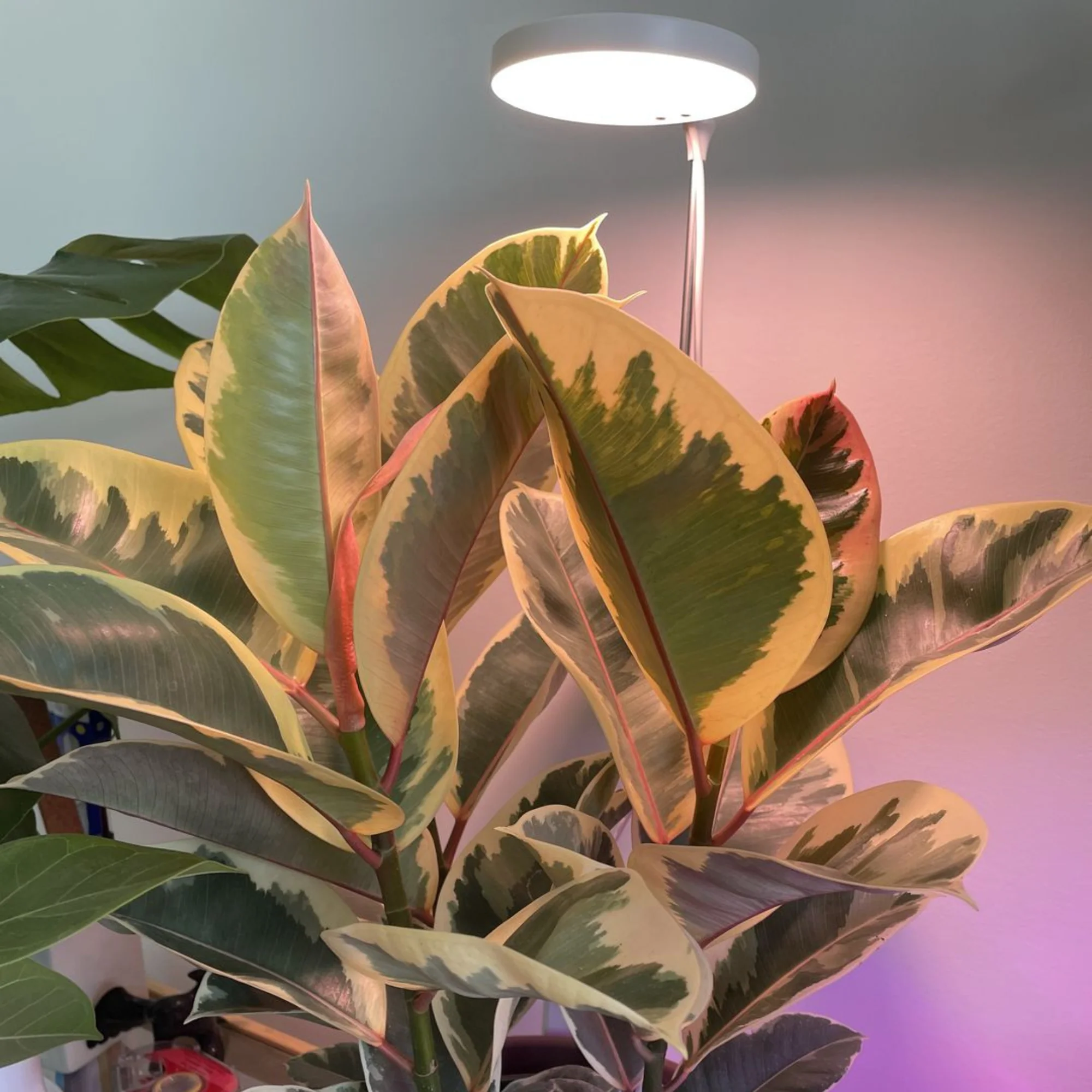 28" Adjustable LED Plant Light - Image 18