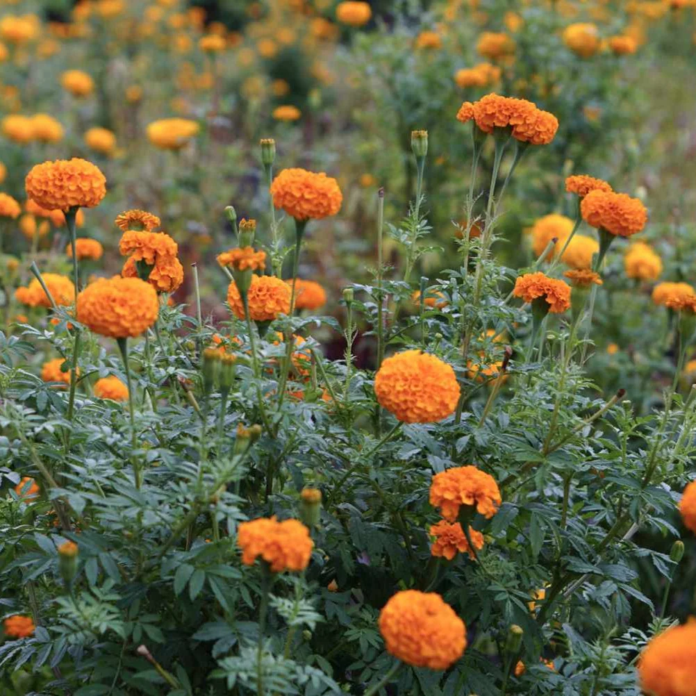 African Marigold - Image 2