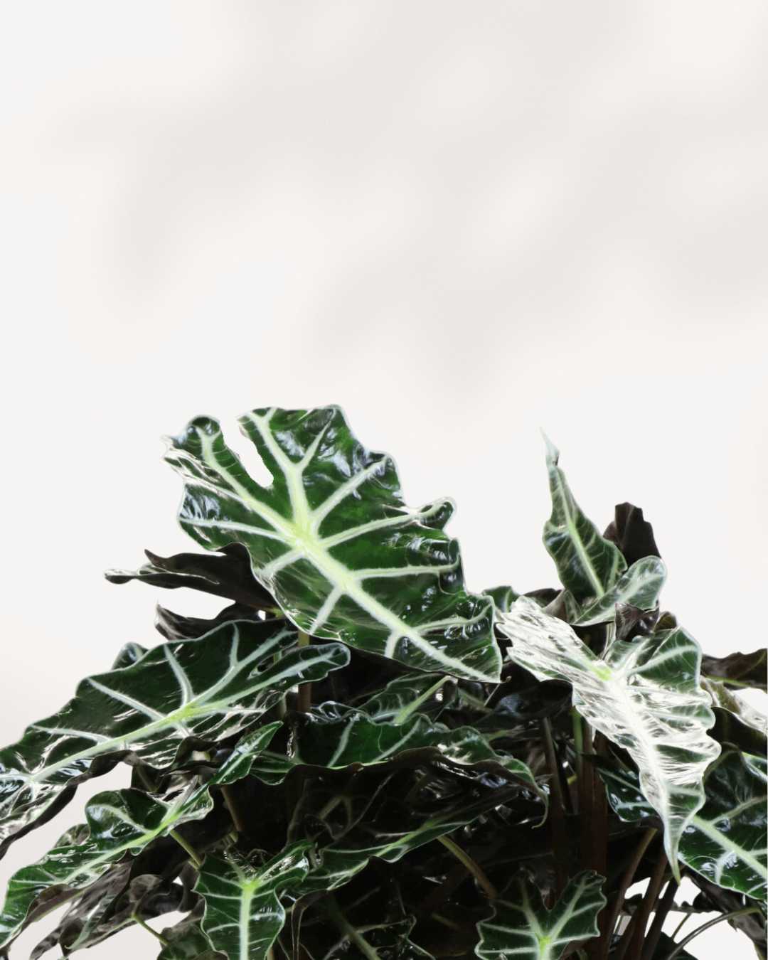 Alocasia Polly - Alocasia Amazonica - Image 2