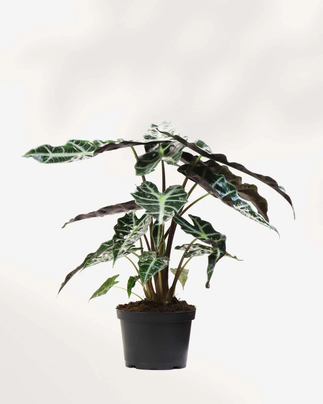 Alocasia Polly - Alocasia Amazonica - Image 3