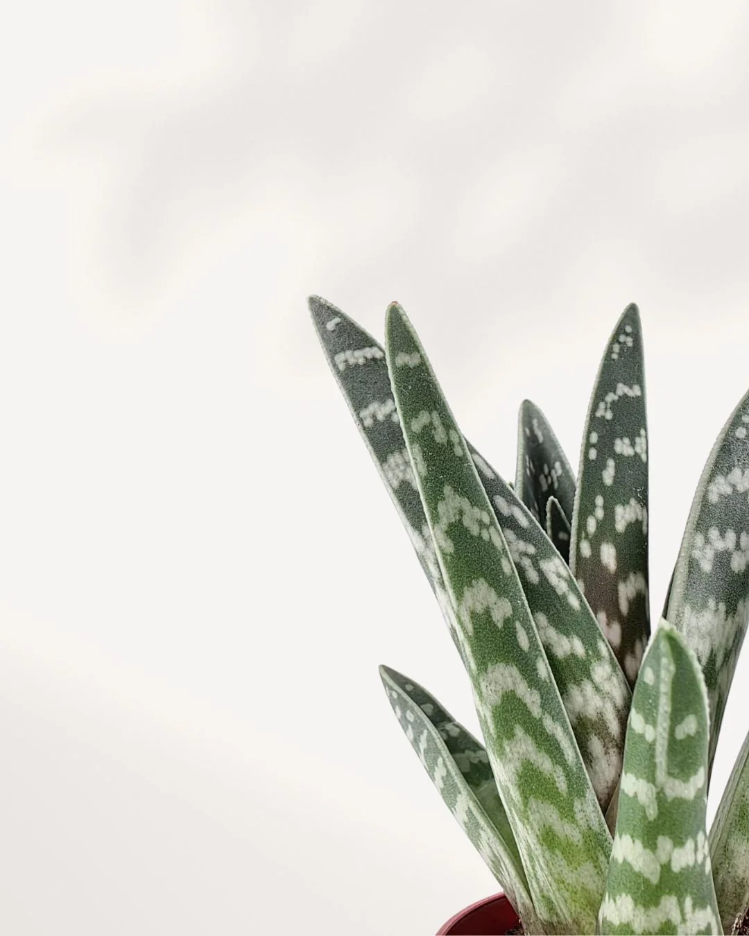 Aloe Pheasant Breast - Image 2