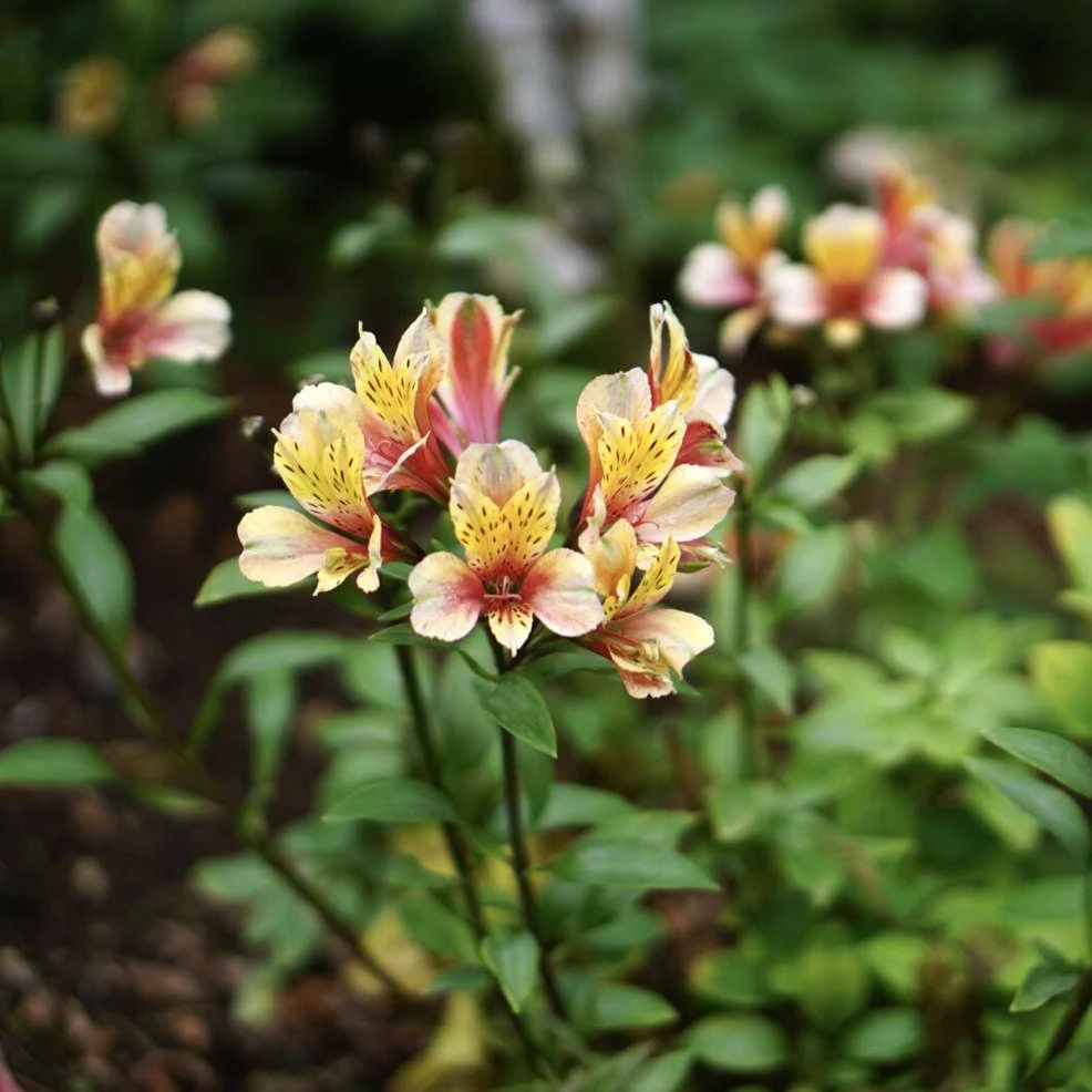 Alstroemeria (Lily of the Inca) - Image 2