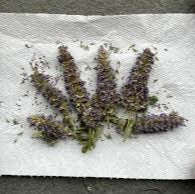 Anise Hyssop - Image 3