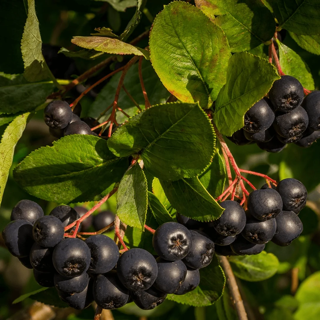 Aronia - Image 4