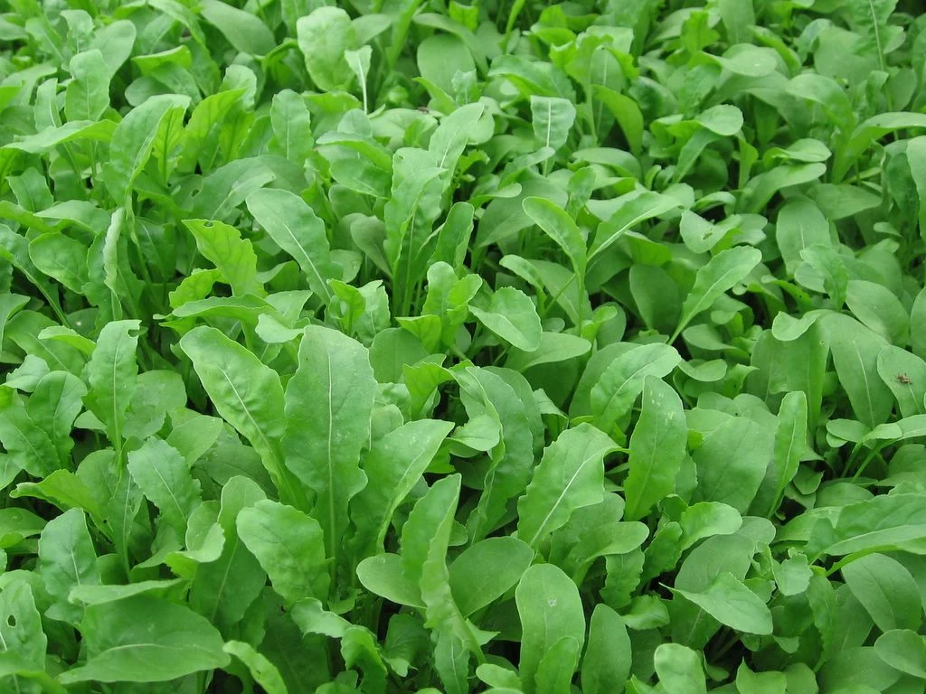 Arugula - Image 2