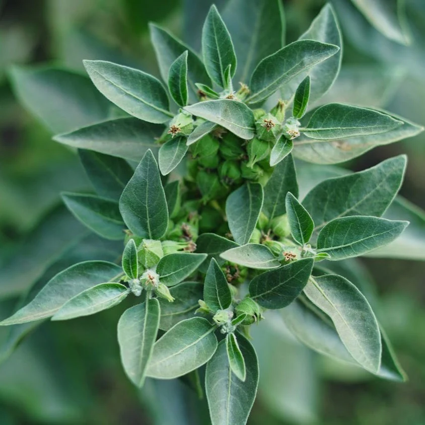 Ashwagandha - Image 2