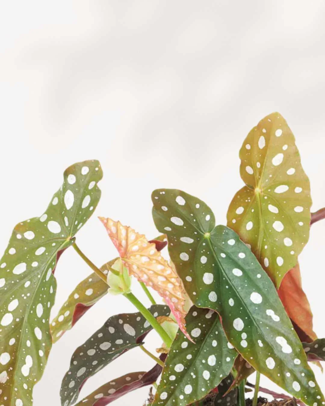Begonia Maculata - Image 2