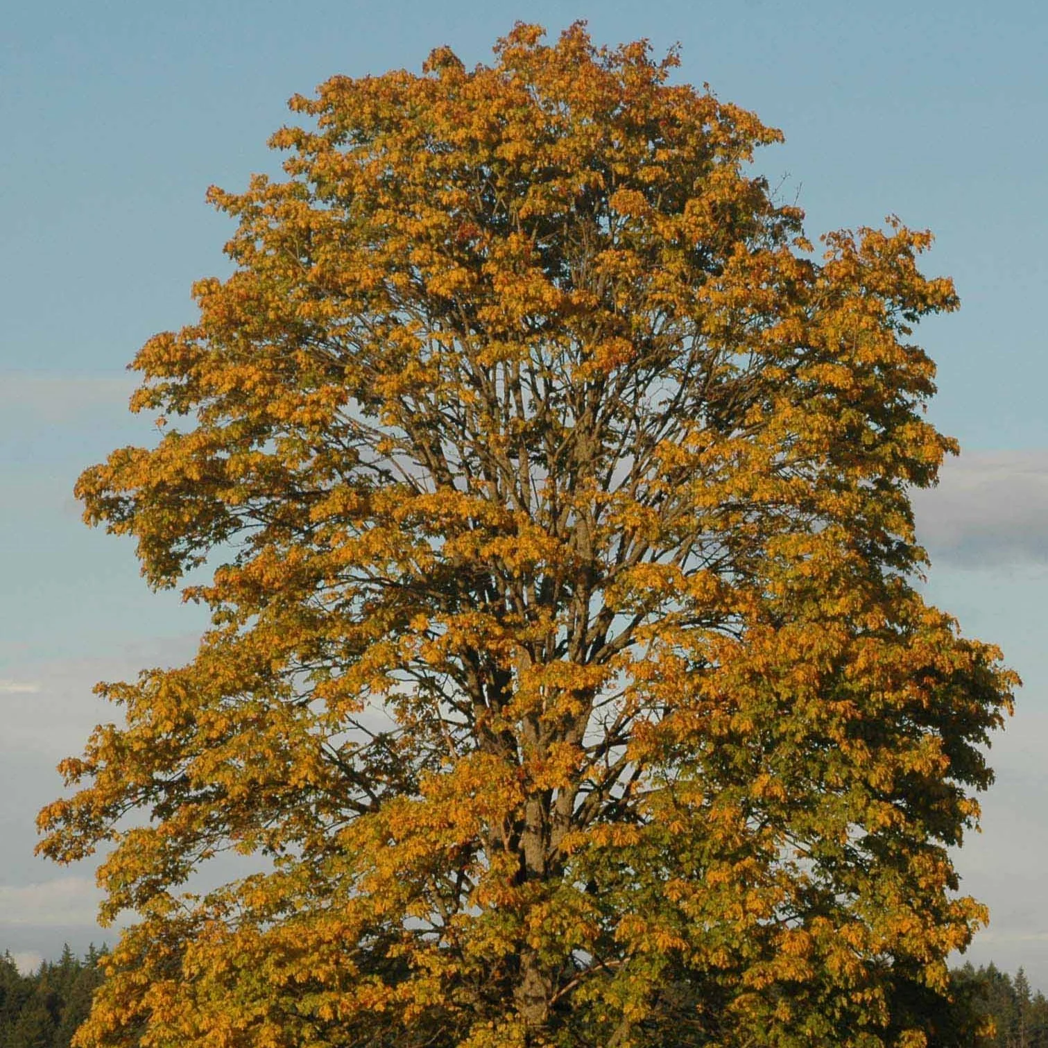 Big Leaf Maple - Image 2