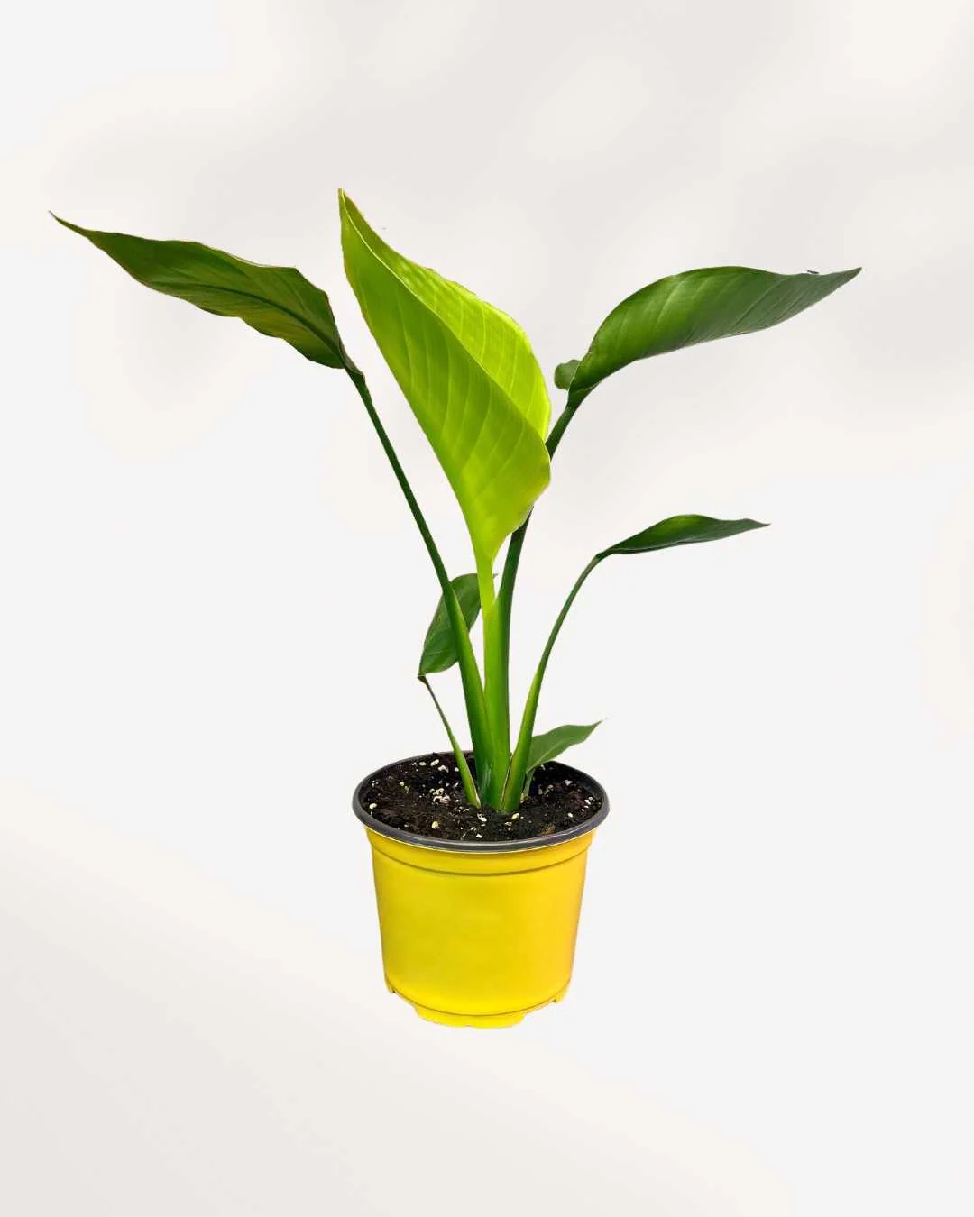 Bird of Paradise - Image 4