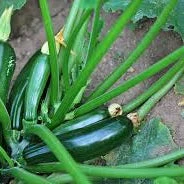 Black Beauty Zucchini - Image 2
