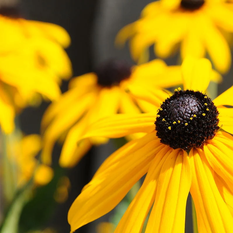 Black-Eyed Susan (Rudbeckia) - Image 2