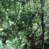 Black Russian Tomato - Image 2