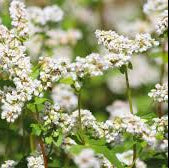 Buckwheat - Image 2