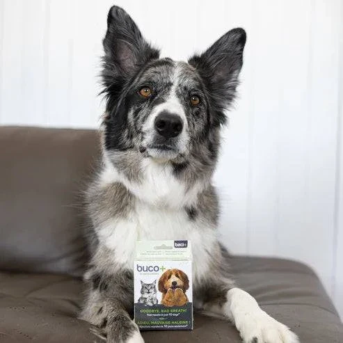 Promo Buco+ 10 Jours – Traitement Express Mauvaise Haleine pour Chiens & Chats - Image 3