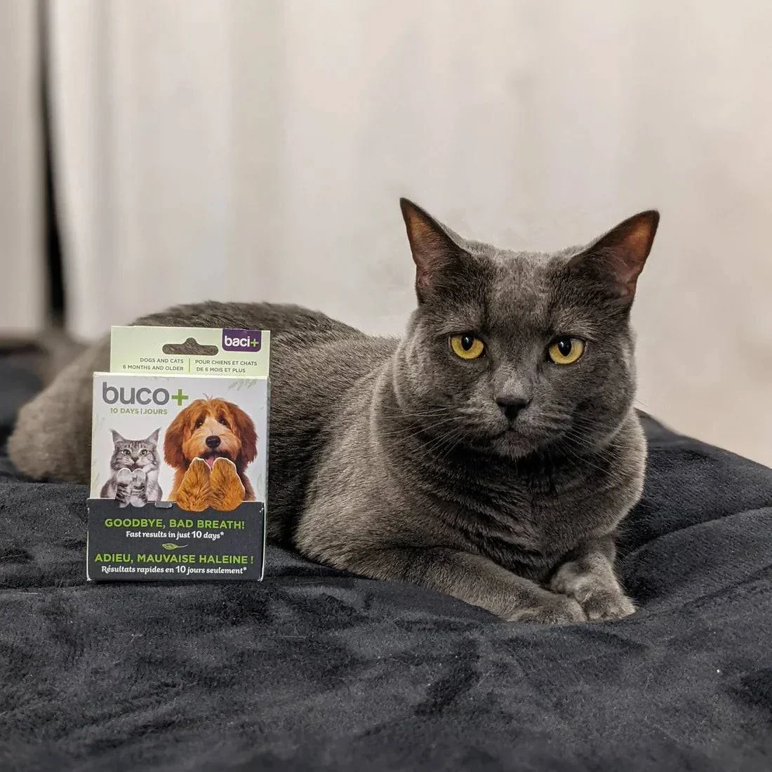 Promo Buco+ 10 Jours – Traitement Express Mauvaise Haleine pour Chiens & Chats - Image 4