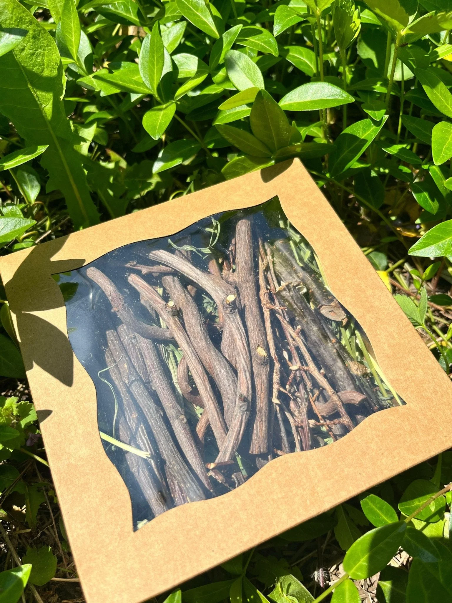Bunny Chew Box: Apple, Kiwi, Currant & Gooseberry - Image 2