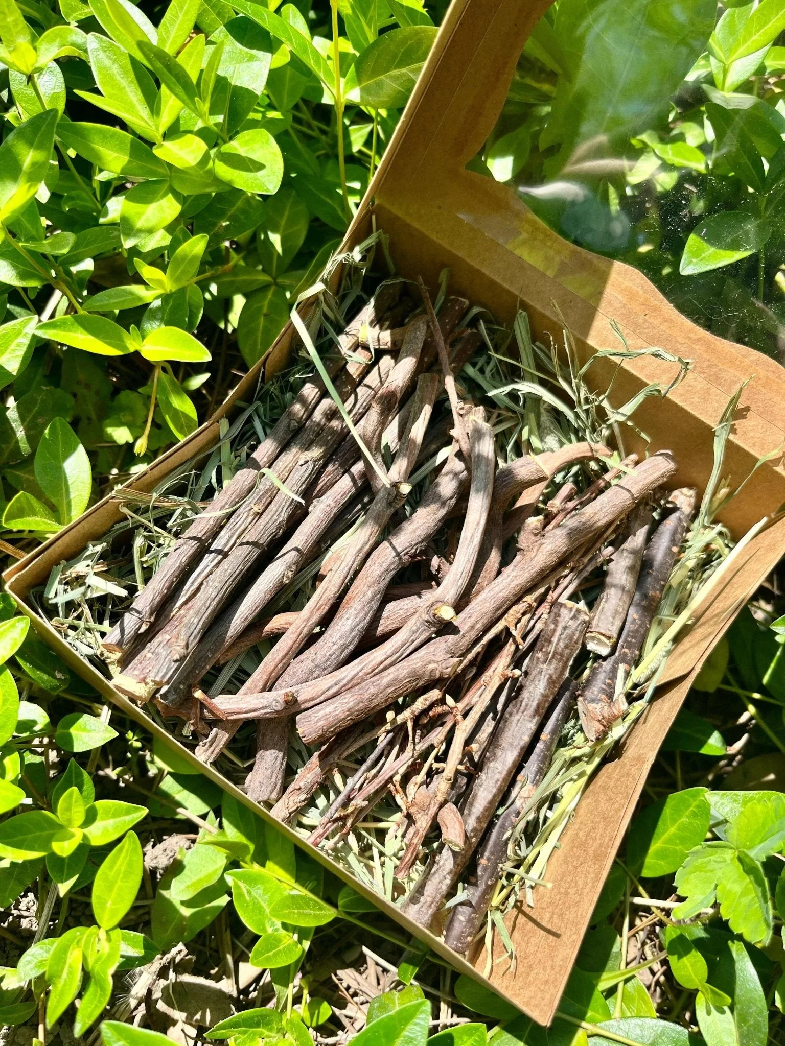 Bunny Chew Box: Apple, Kiwi, Currant & Gooseberry - Image 3