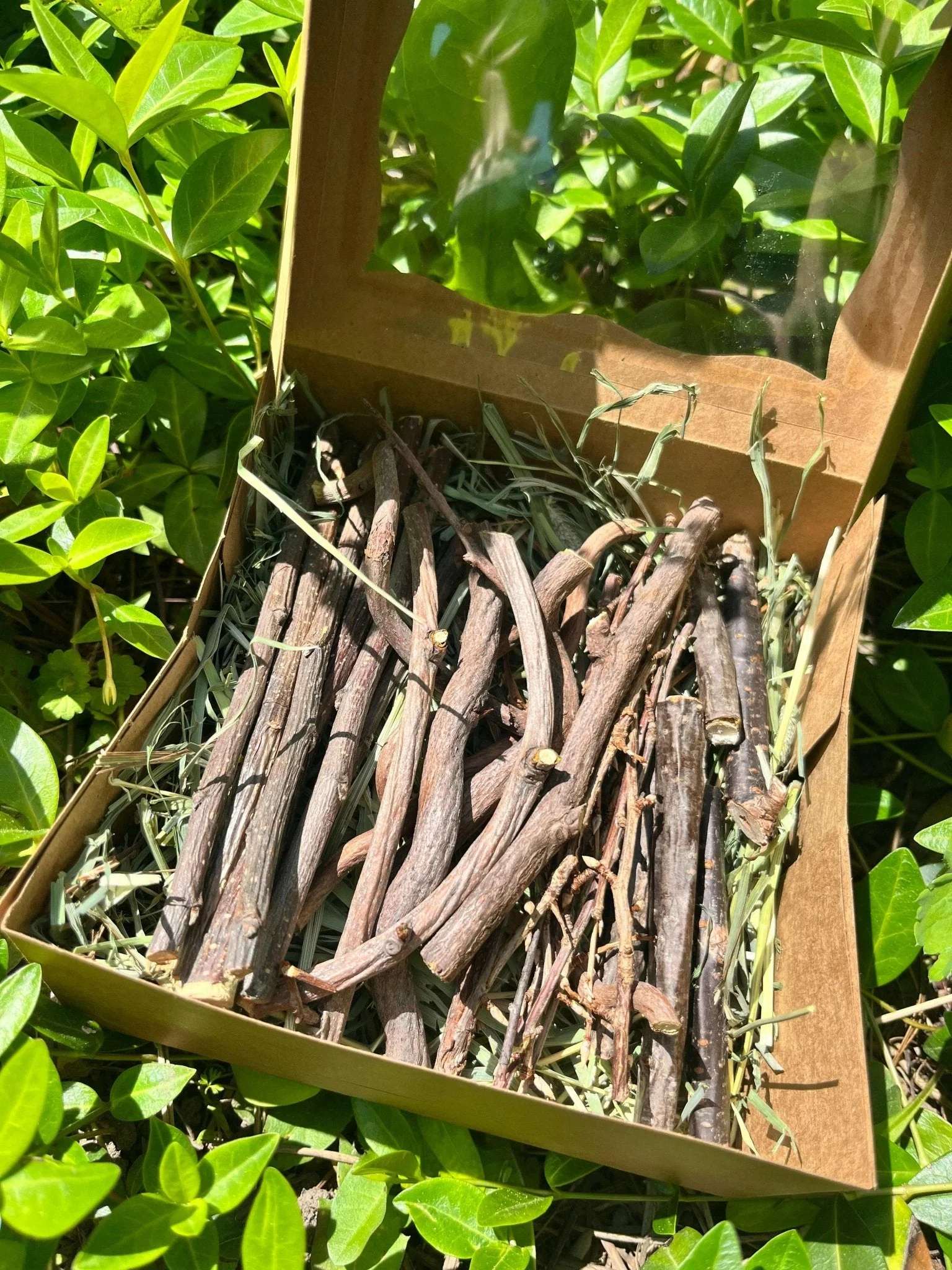 Bunny Chew Box: Apple, Kiwi, Currant & Gooseberry - Image 6