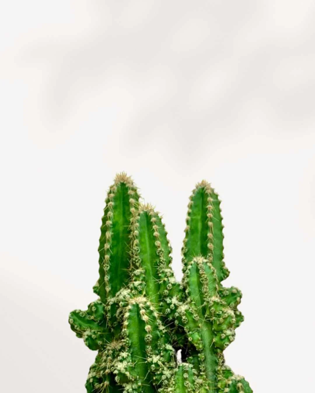 Cactus Cereus Fairy Castle - Image 2