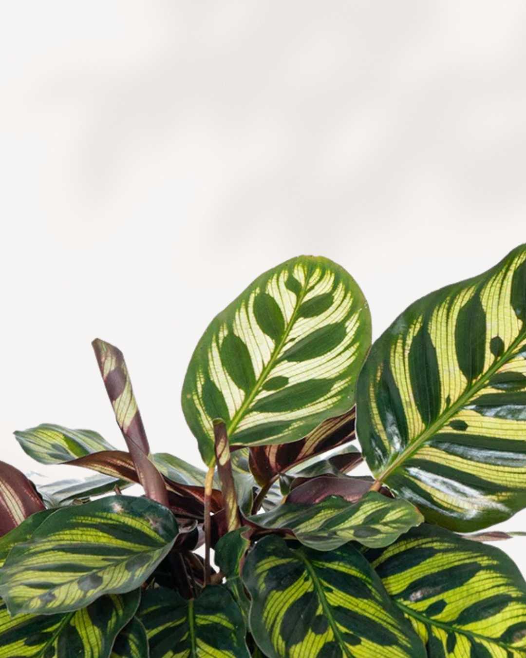 Calathea Makoyana Peacock - Image 3