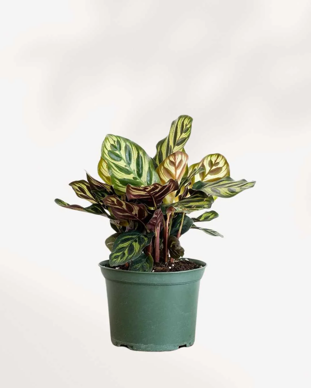 Calathea Makoyana Peacock - Image 4