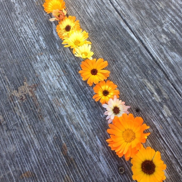 Calendula - Image 2