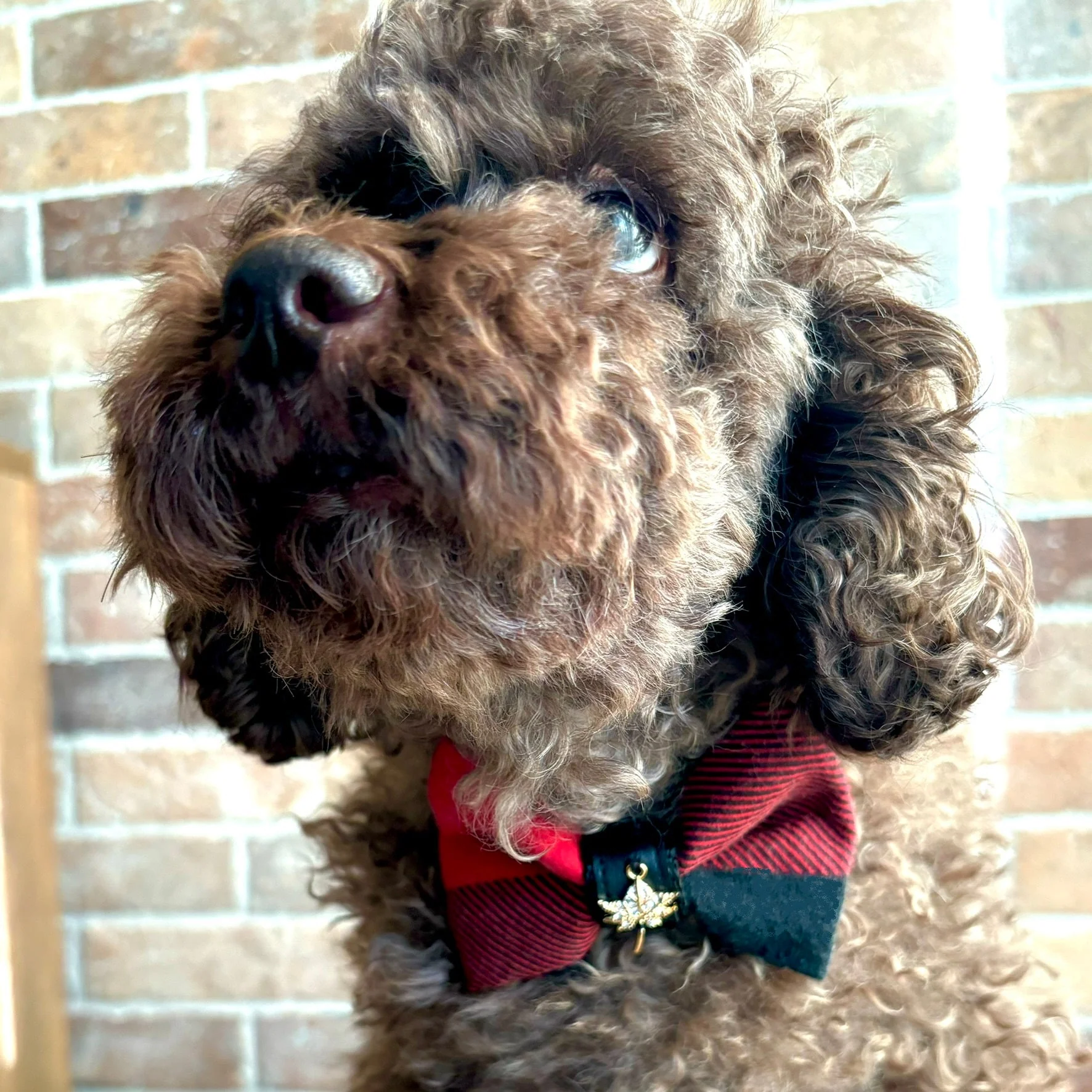 Canada bow tie - Image 2