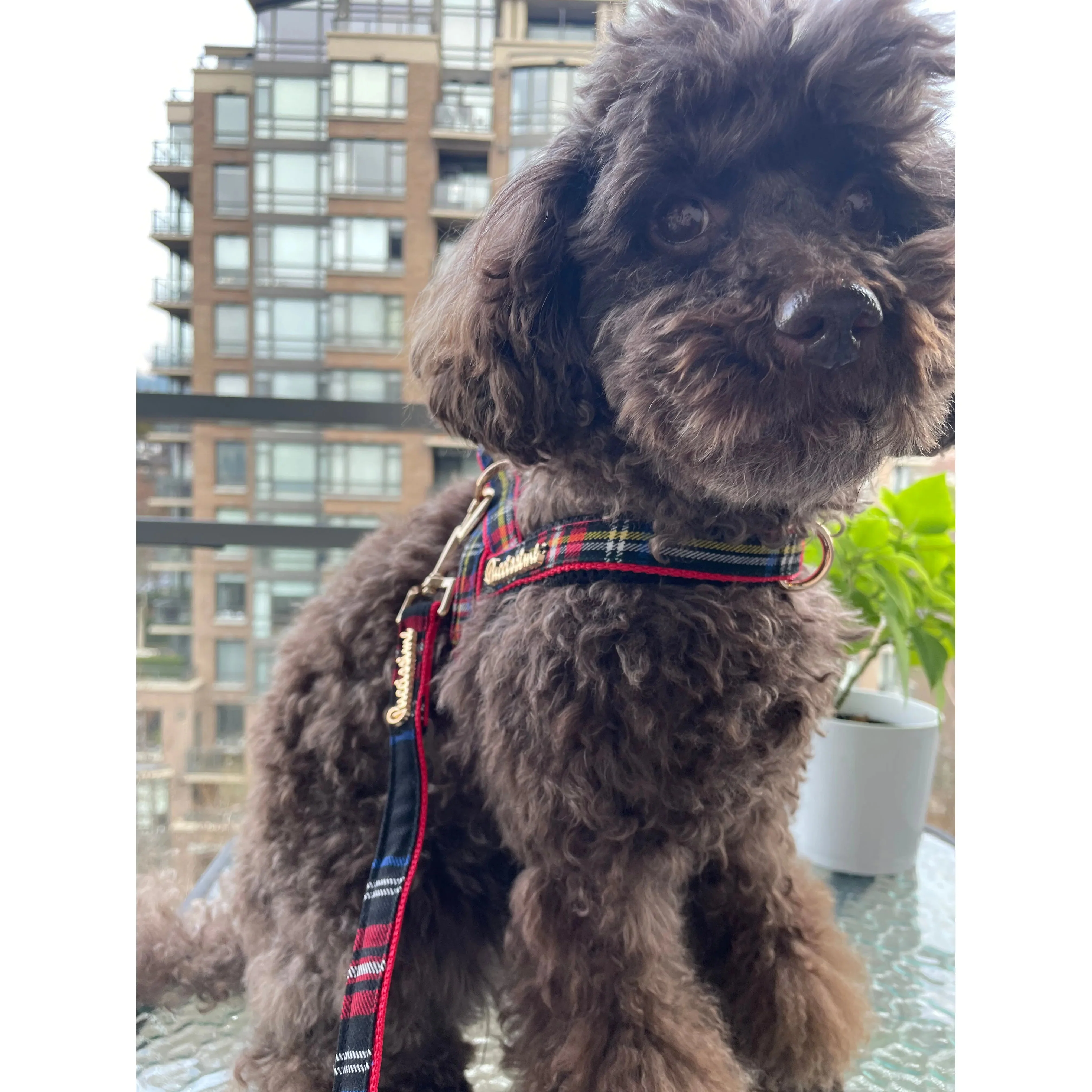 Carnegie Plaid Red One-Click Dog Harness - Image 2