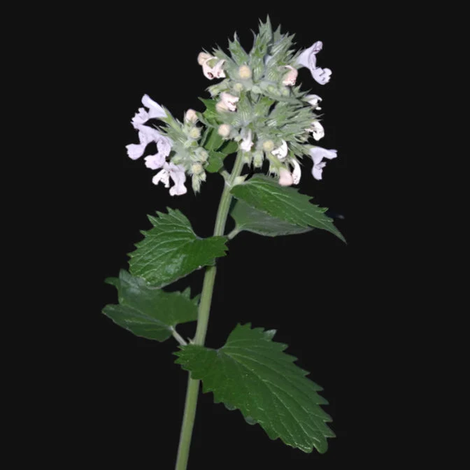 Catnip