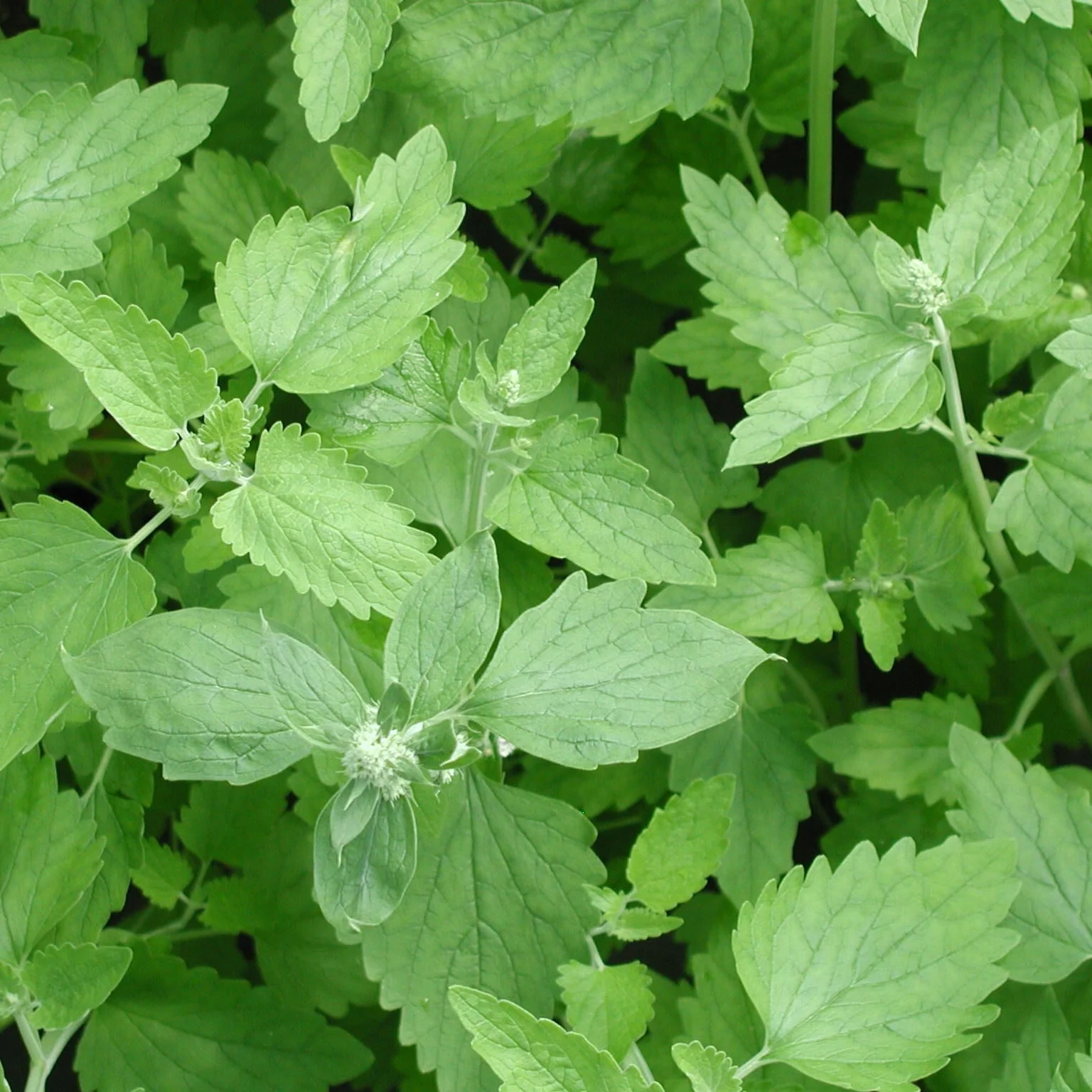 Catnip - Image 2
