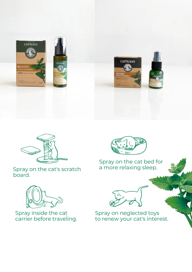 Catnip Hydrosol - Image 2