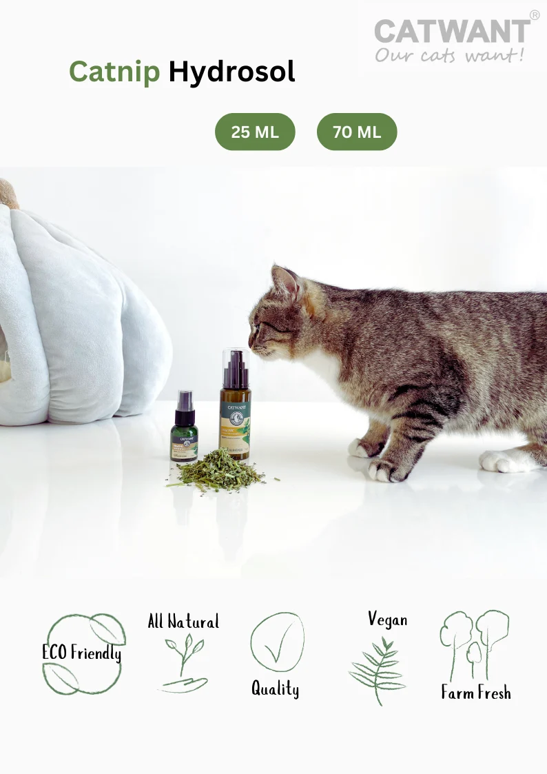 Catnip Hydrosol - Image 4