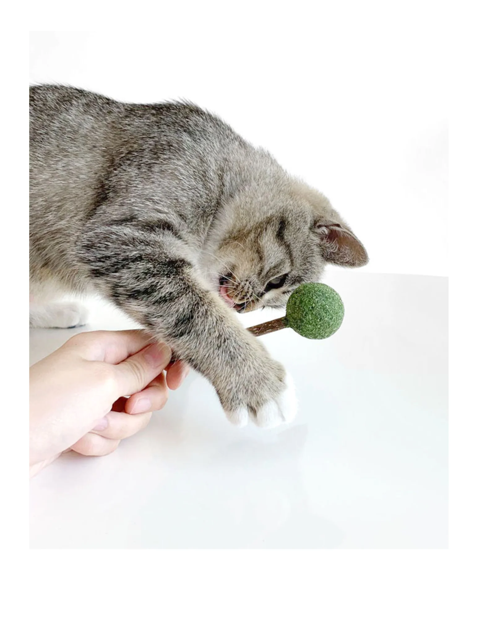 Catnip / Silvervine Lollipop - Image 4