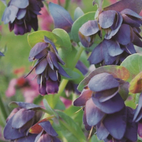 Cerinthe - Image 2
