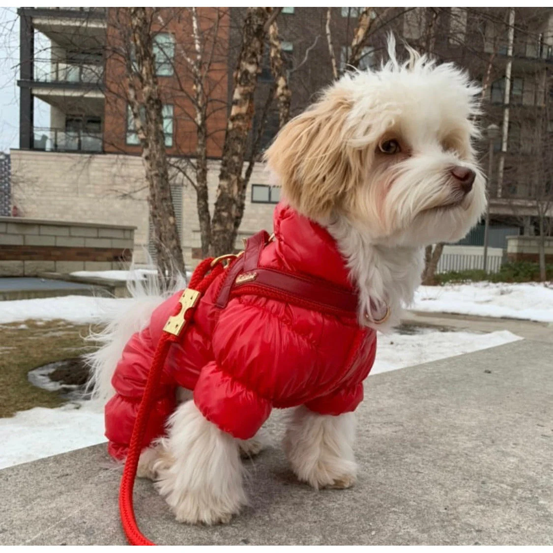 Cherry Red Leather One-Click Dog Harness - Image 4