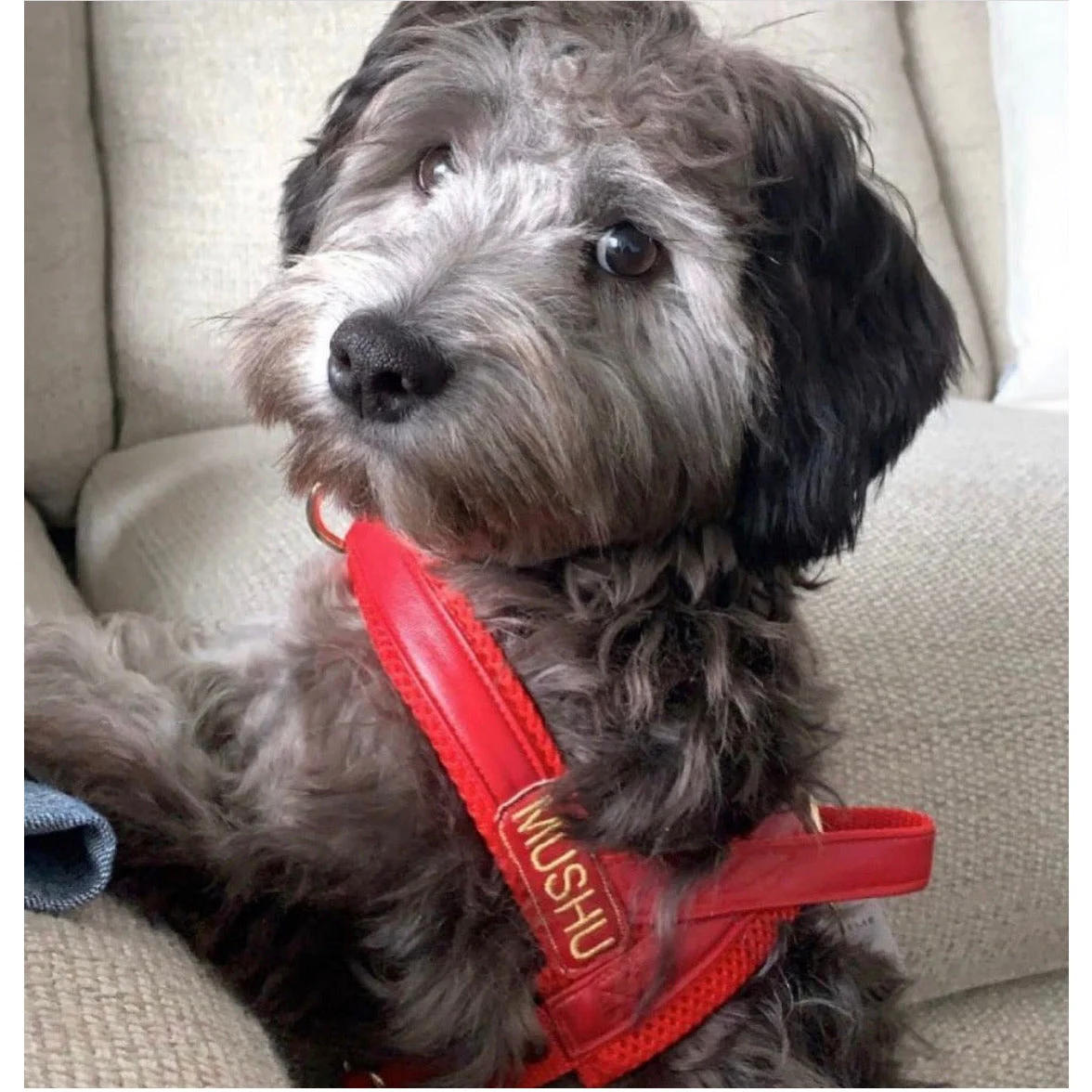 Cherry Red Leather One-Click Dog Harness - Image 5