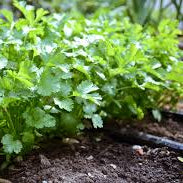 Cilantro - Image 2