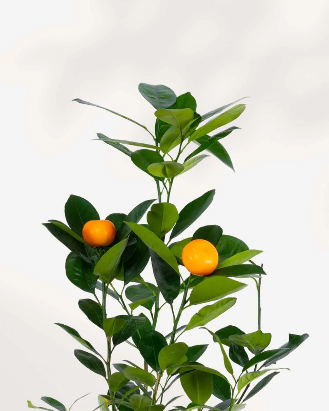 Citrus, Calamondin Orange - Image 2
