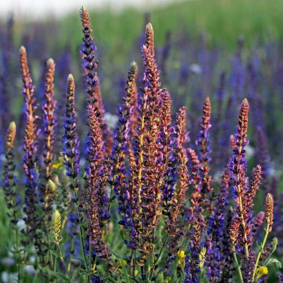 Clary Sage - Image 2