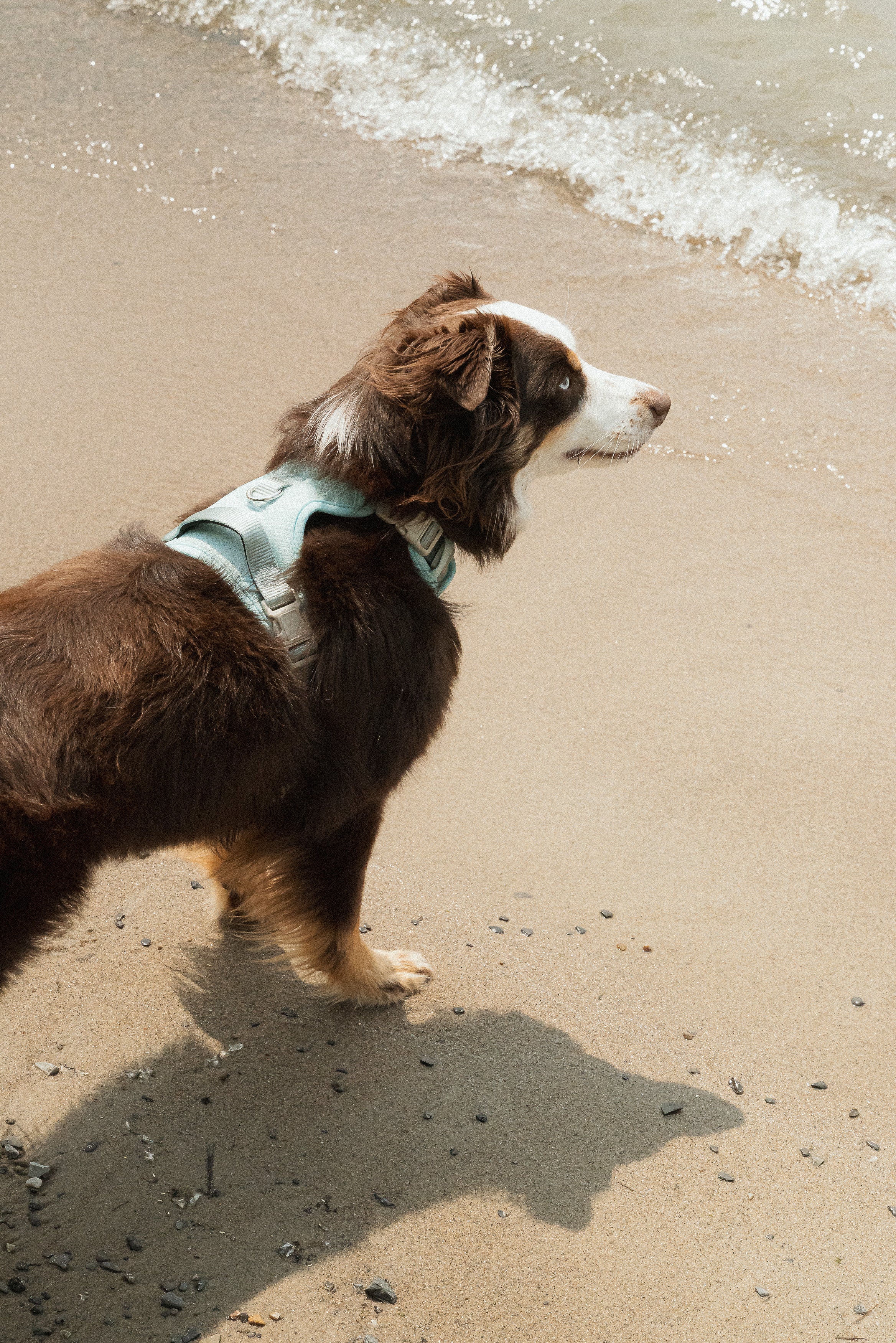 Classic 2.0 Harness Breeze - Image 6