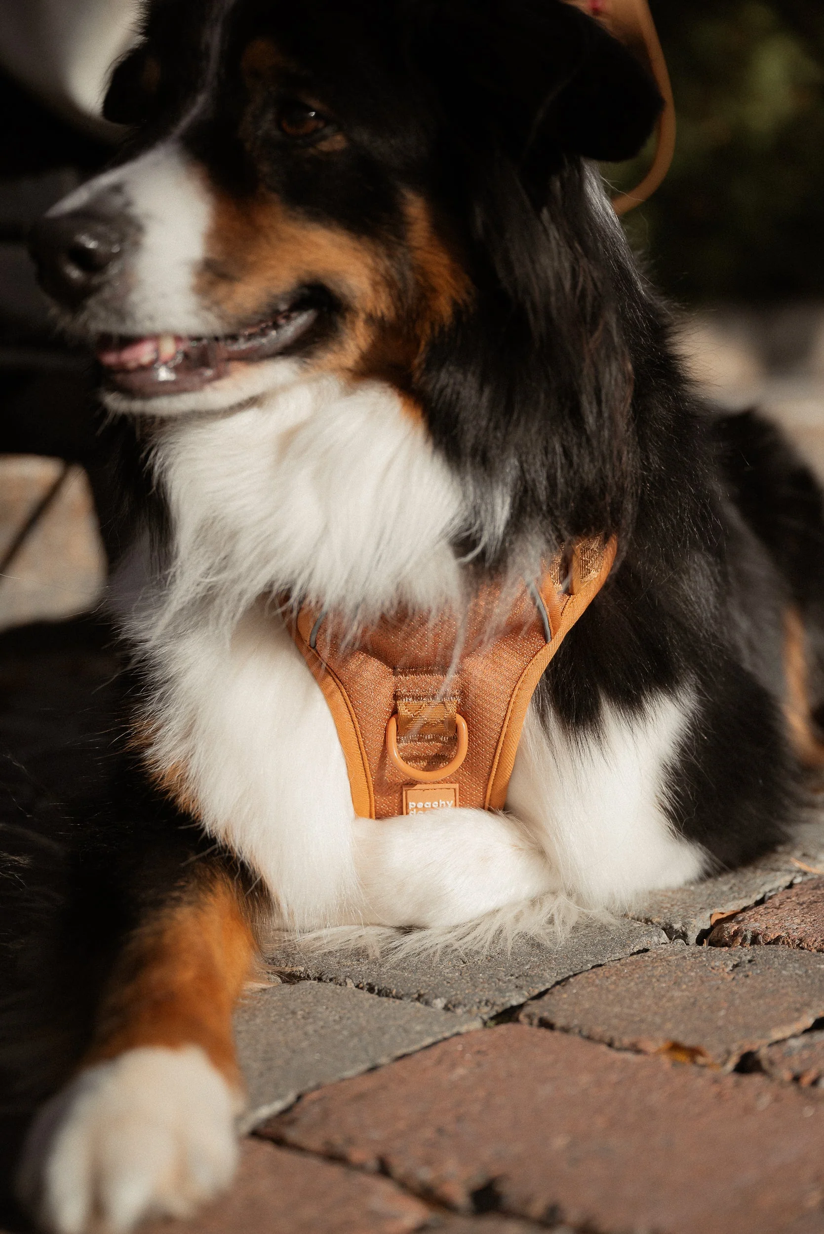 Classic 2.0 Harness Dulce - Image 2