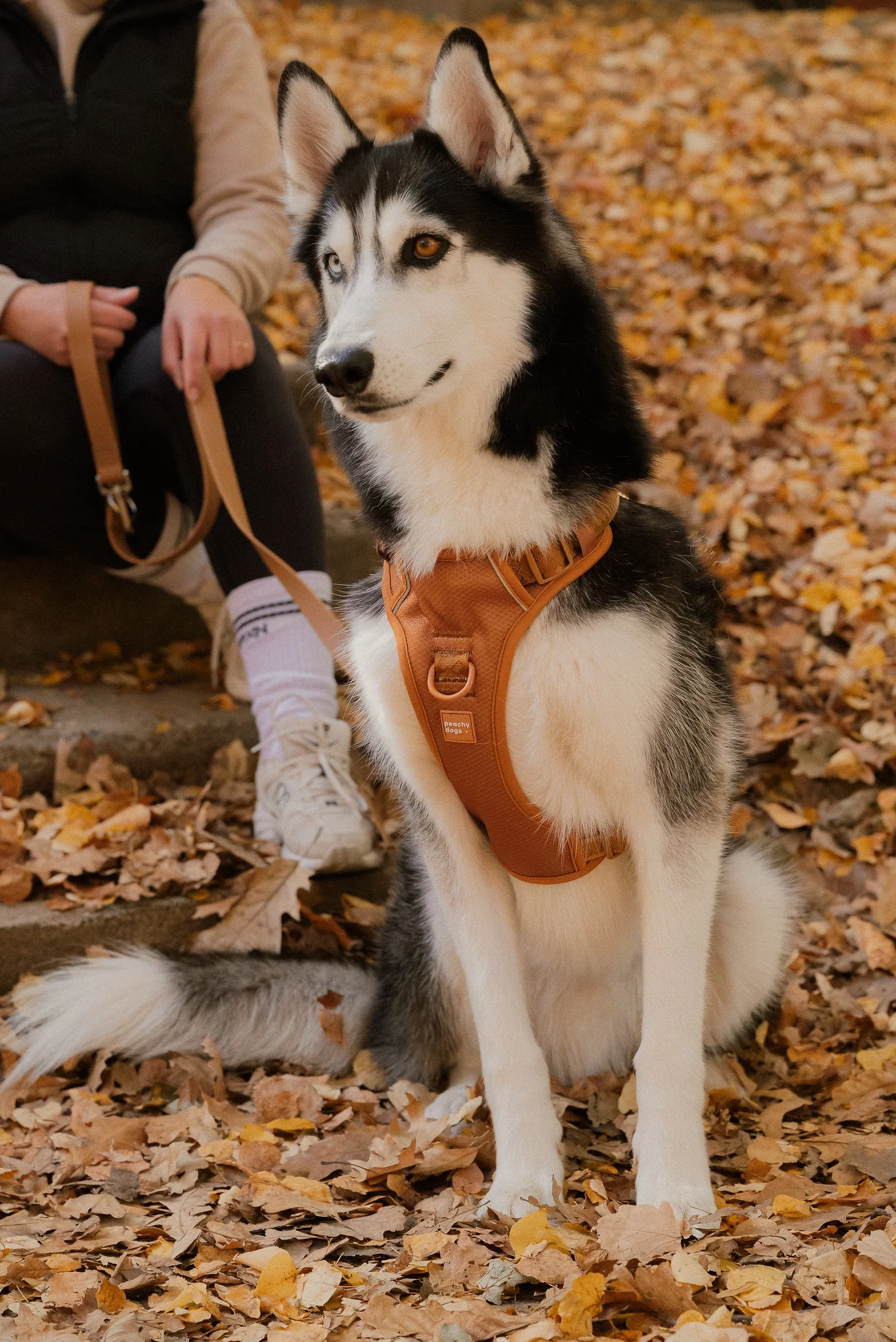 Classic 2.0 Harness Dulce - Image 3