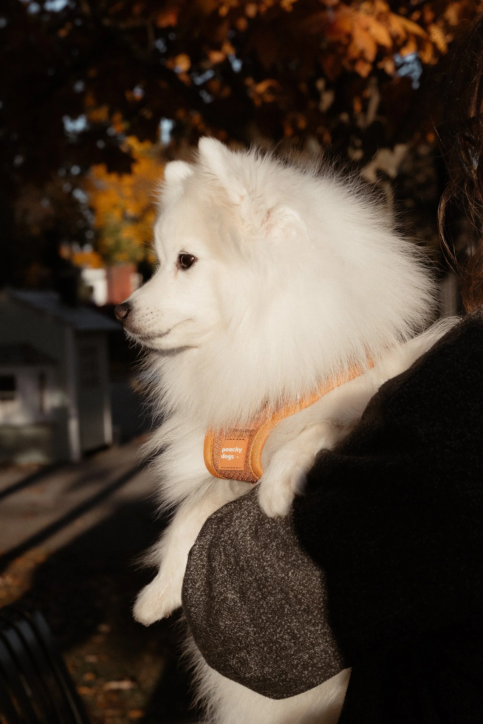 Classic 2.0 Harness Dulce - Image 6