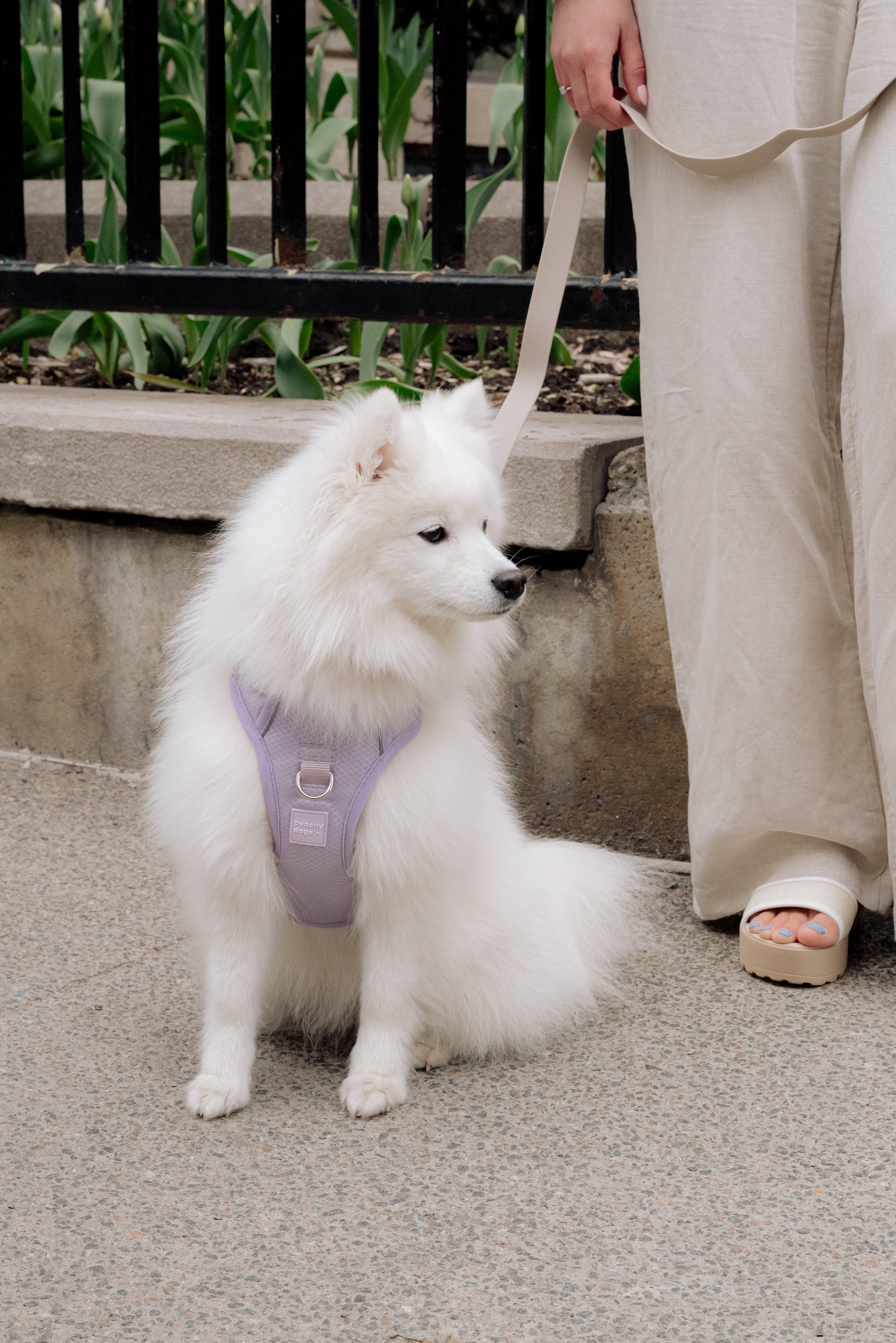 Classic 2.0 Harness Lila - Image 3