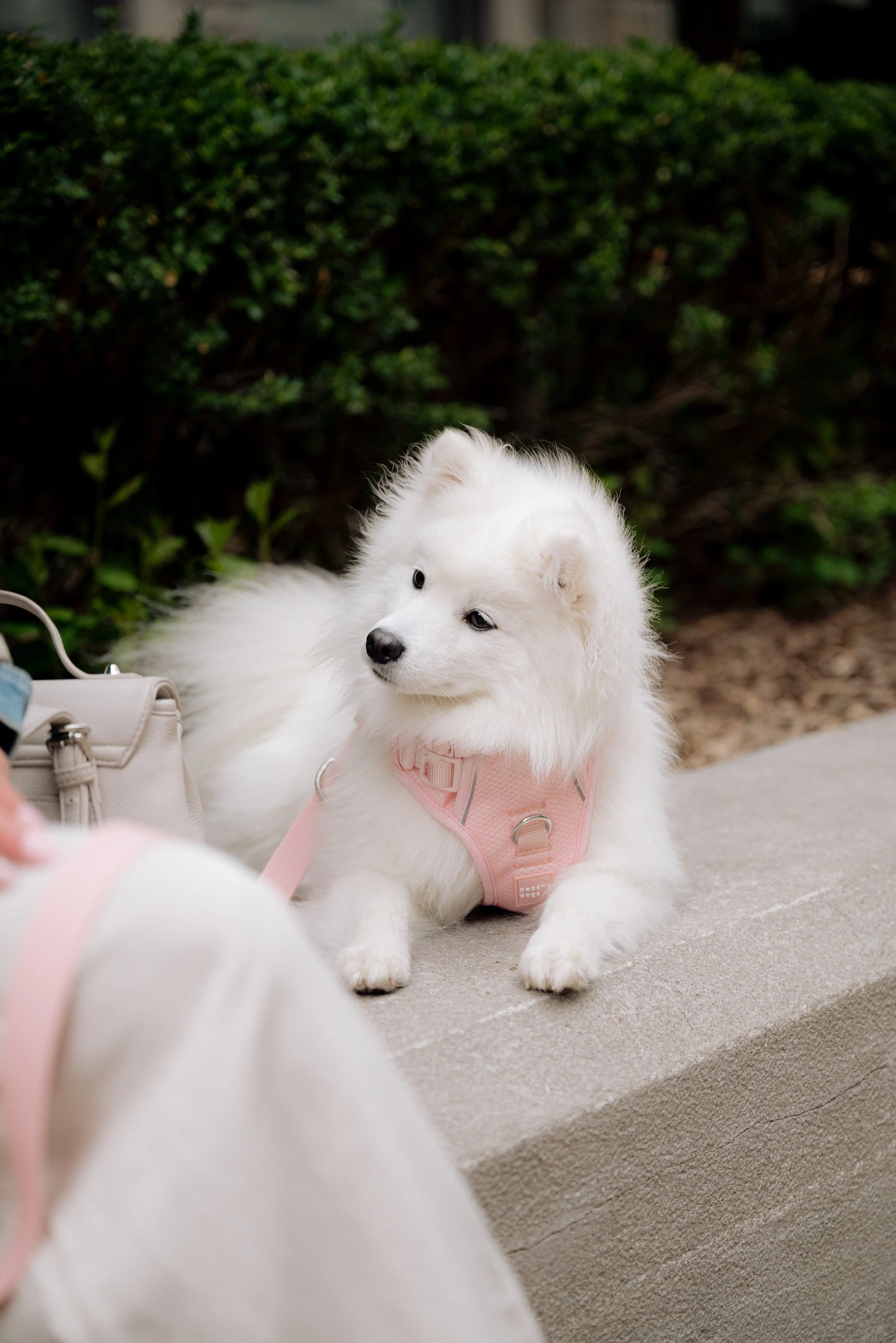Classic 2.0 Harness Lychee - Image 3
