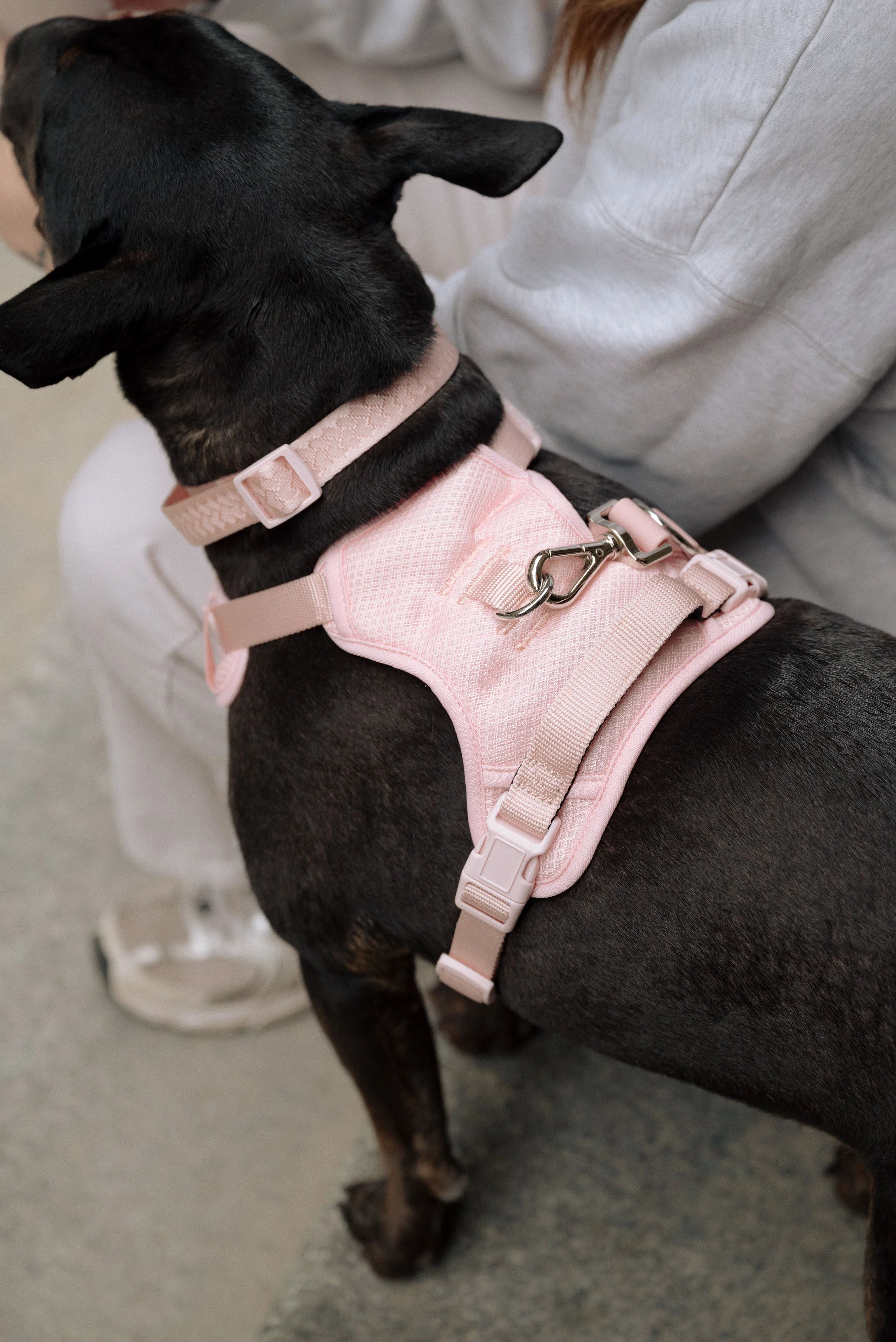 Classic 2.0 Harness Lychee - Image 4
