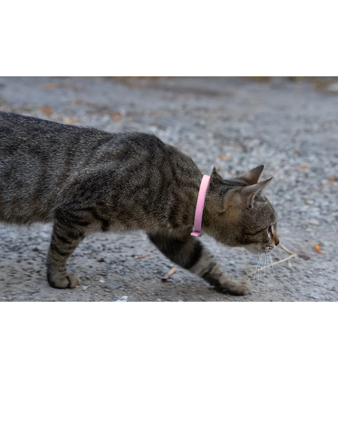 Collier en Biothane pour chat - fait main au Québec - Image 15